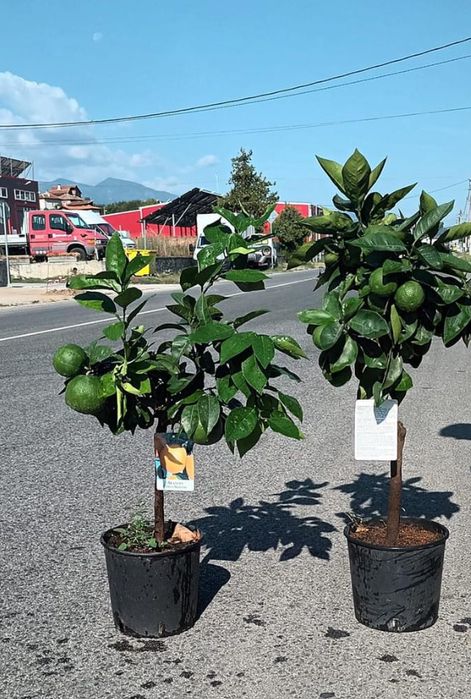 Дърво лимон и дърво портокал