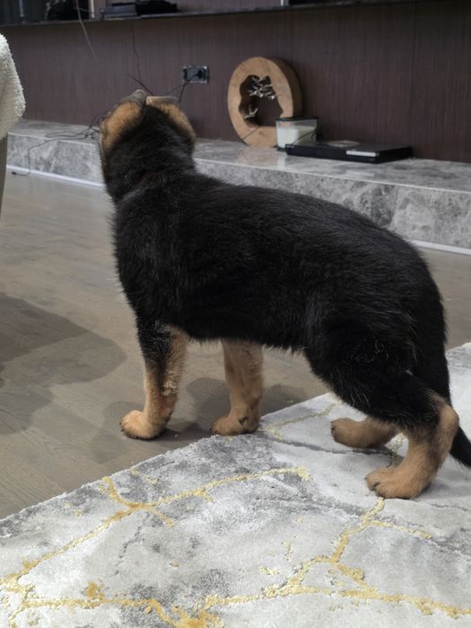 Ciobanesc german Femela