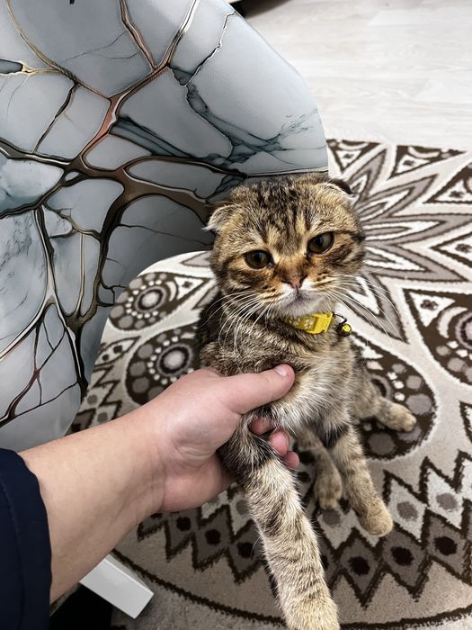 Шатланский котик