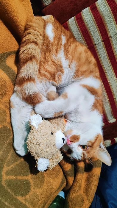 Коте Сами търси дом, осинови го