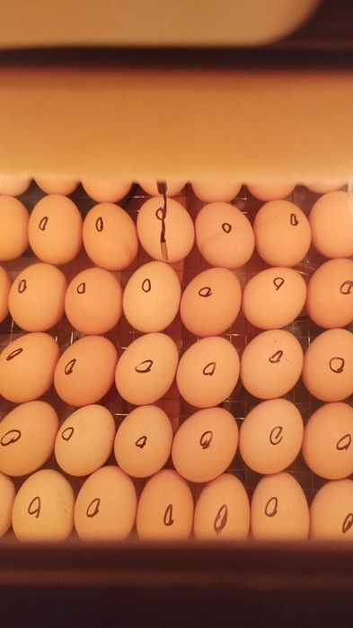 ИнкубатоР НА 120 ЯИЦ