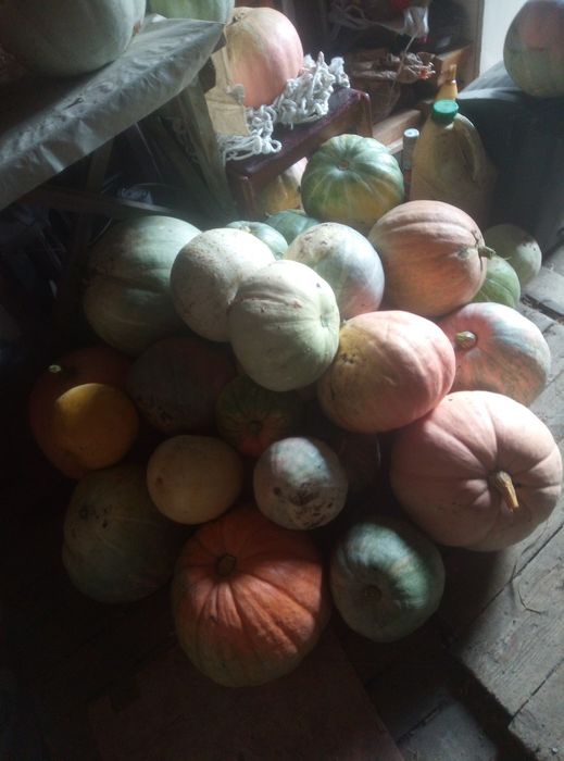 Продам тыквы домашние