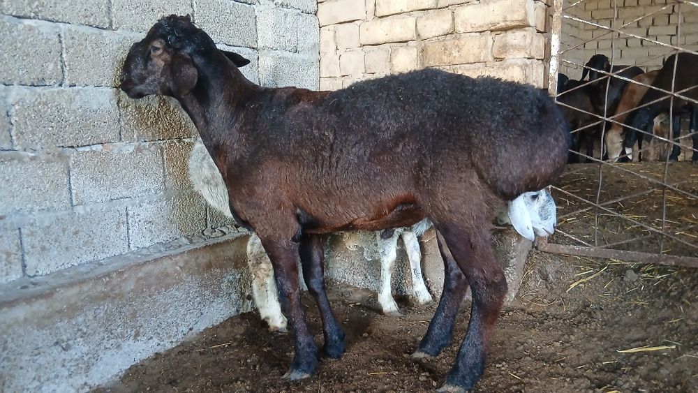 Кочкорлар сотилади срочна