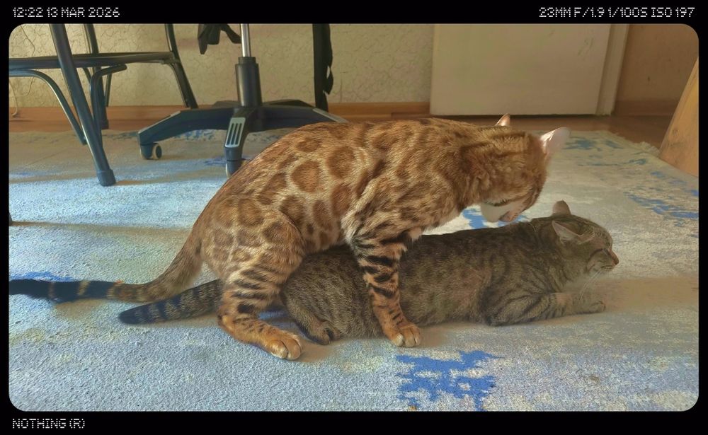 Бенгальская кошка