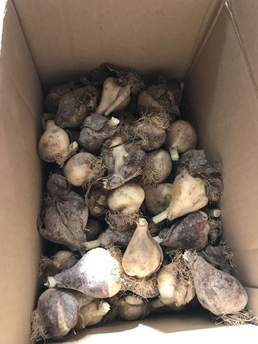 Луковицы тюльпана