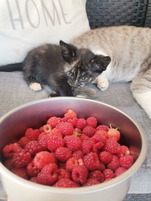 Urgent Spre adopție 4 pisicuțe