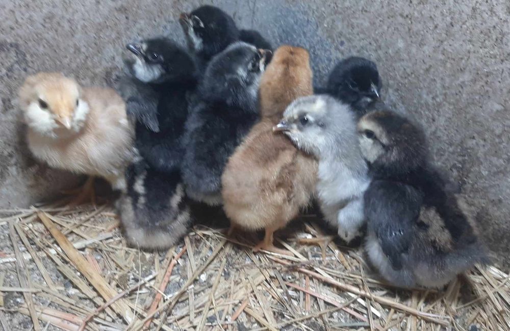 Продавам пилета Амераукана 16дневни