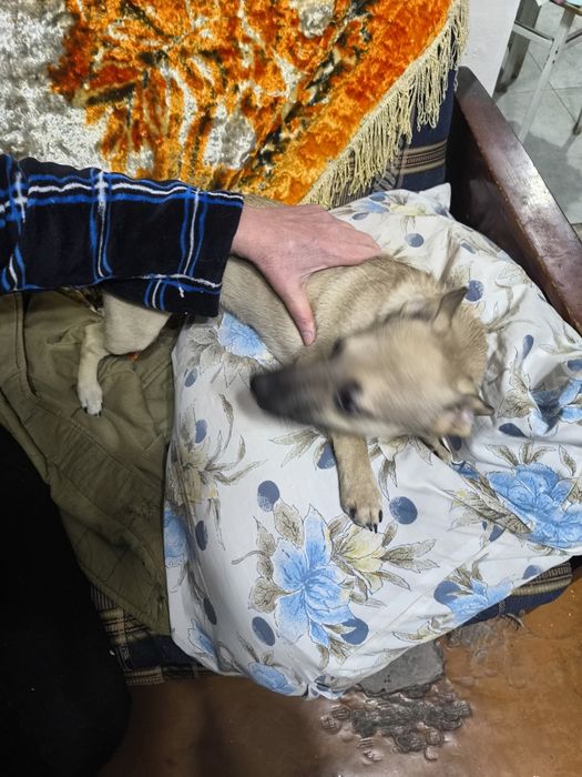 Щенок 6 месяцов ,