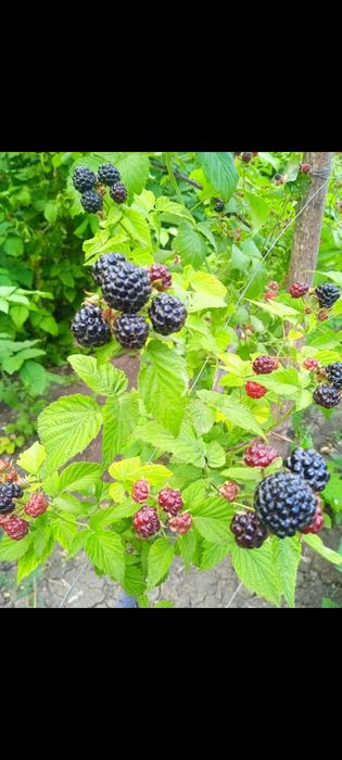Черная малина продам