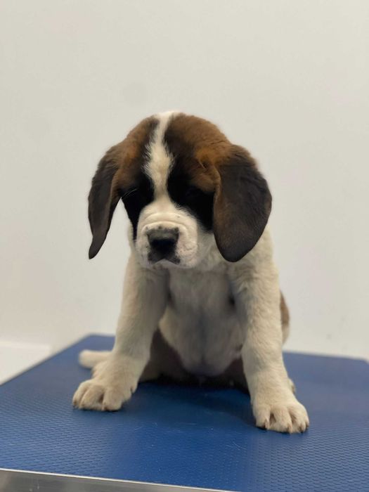 Femela Saint Bernard cu pedigree - par scurt