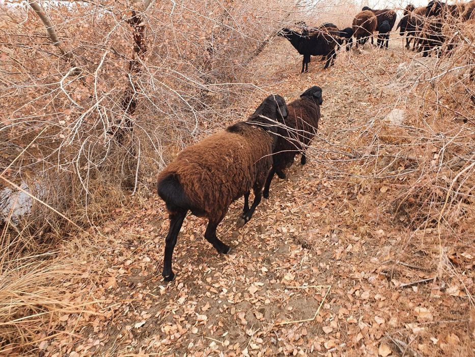 Gusor qo'chqor sotiladi