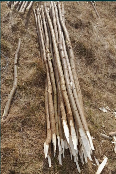 Vând pari de fasole și roși 4.5 lei parul