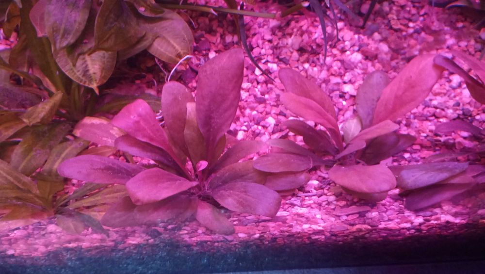 Самолус  красный