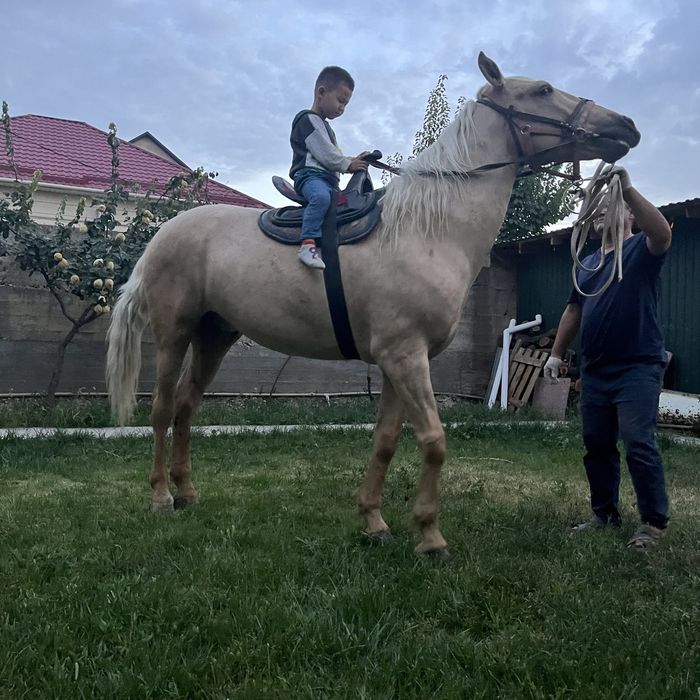 Айғыр сатылады!!!