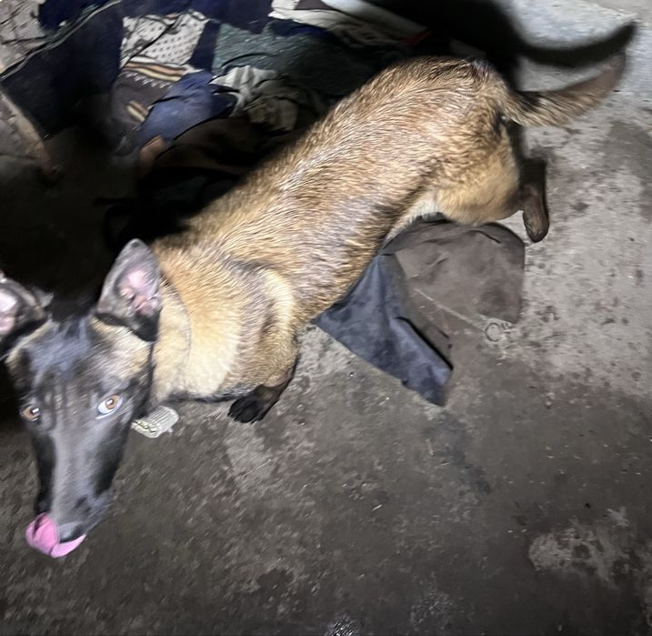 Malinua Belgiya afcharka