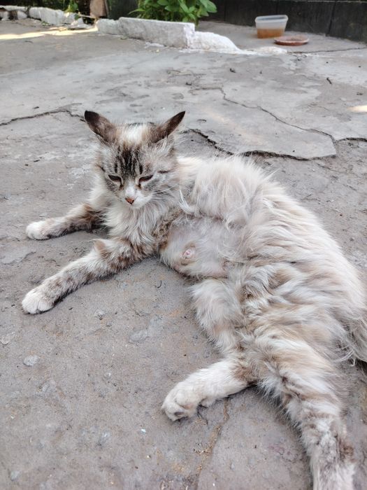 Отдам коят в добрые руки