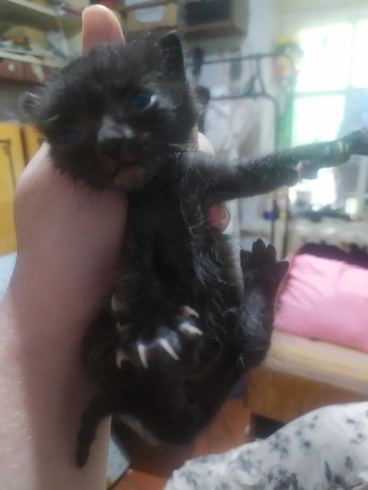 Маленький котенок в добрые руки