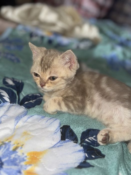 Британский котенок