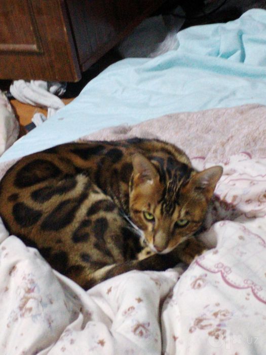 bengal mushuk sotiladi