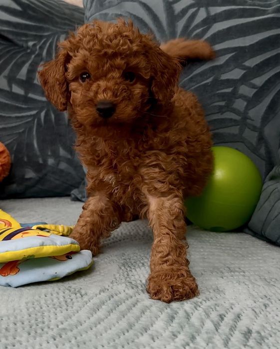 Пудел мини пудел