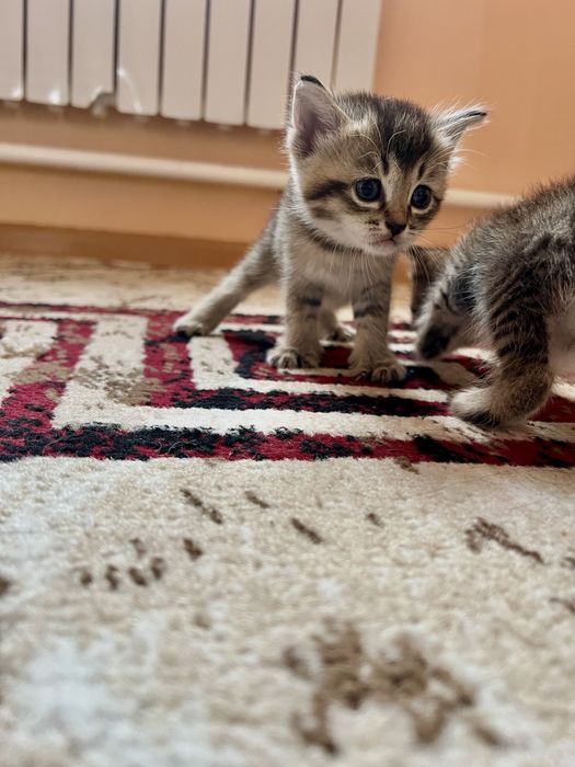 Шотландская кошка