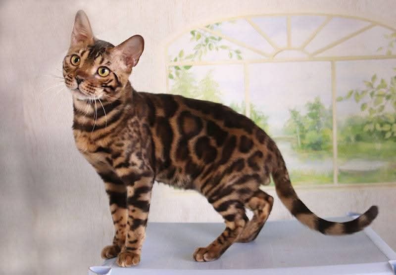 срочно продаю кота