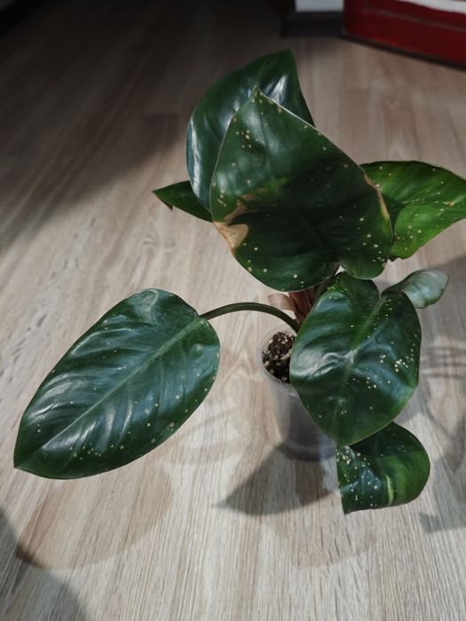 Сансиеверия, филодендрон, кактус, эпипремнум