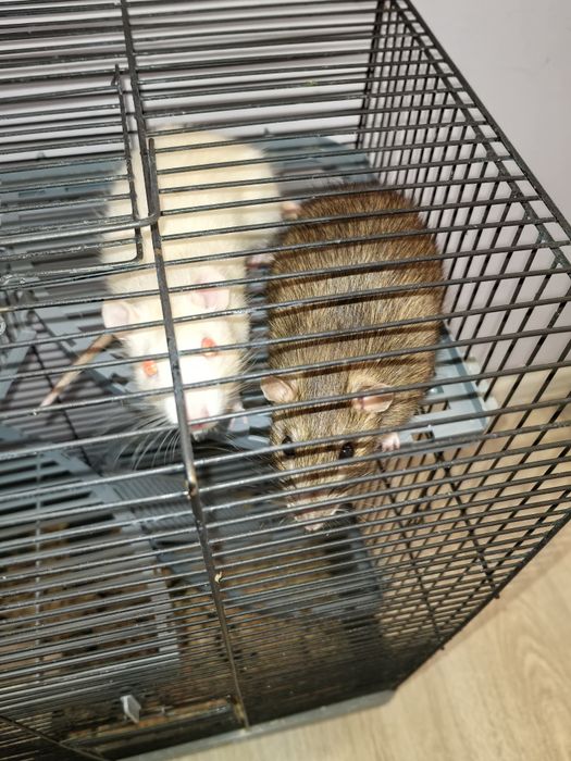 Крысы с клеткой продам