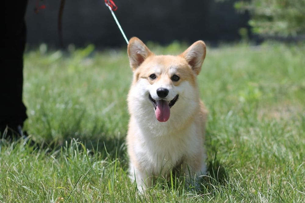 Продам щенков вельш корги пемброк