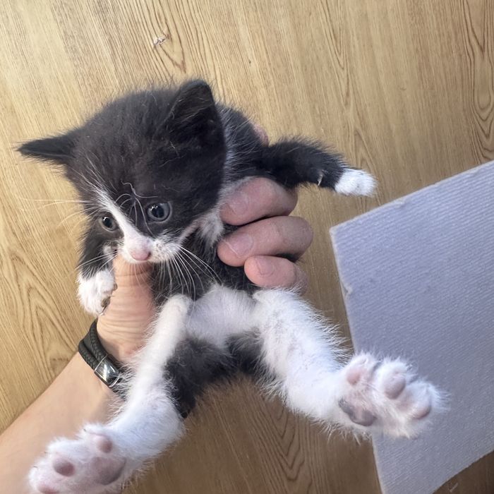 Отдам котят в добрые руки