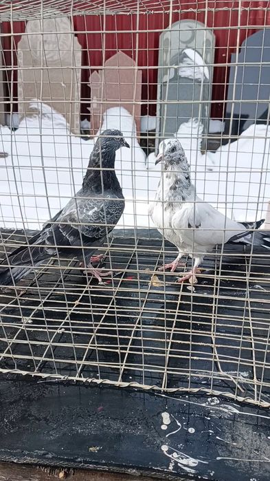 Голуби пакистанцы