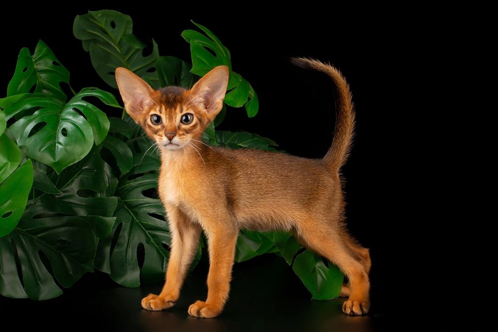 Продажа АБИССИНСКИЕ - kittens