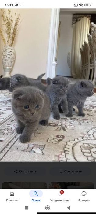 Продам котят породы скоттиш-фолд.