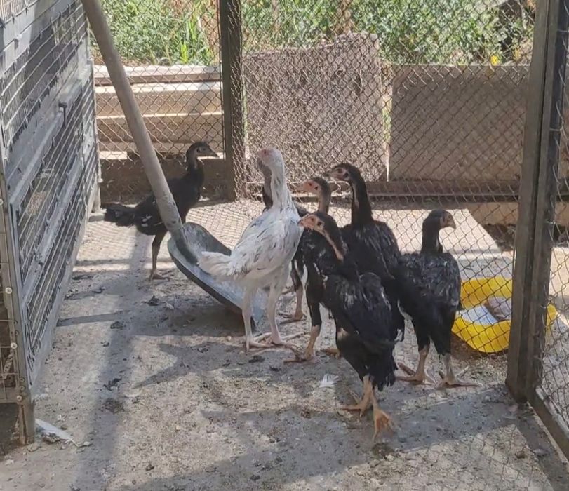 Продам куры о  шамо