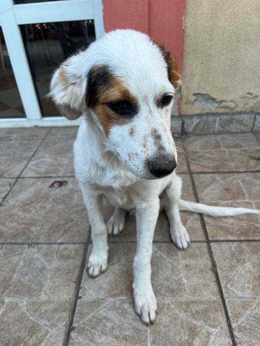 Adoptii catei Bucuresti