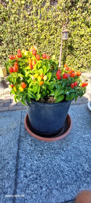 Chili/ardei iuți