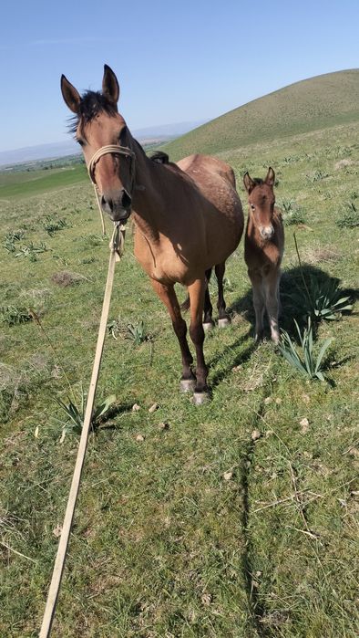 Кулынды Бие сатылады