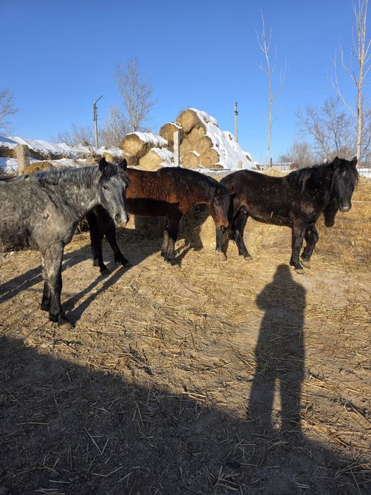 Продаются жеребцы