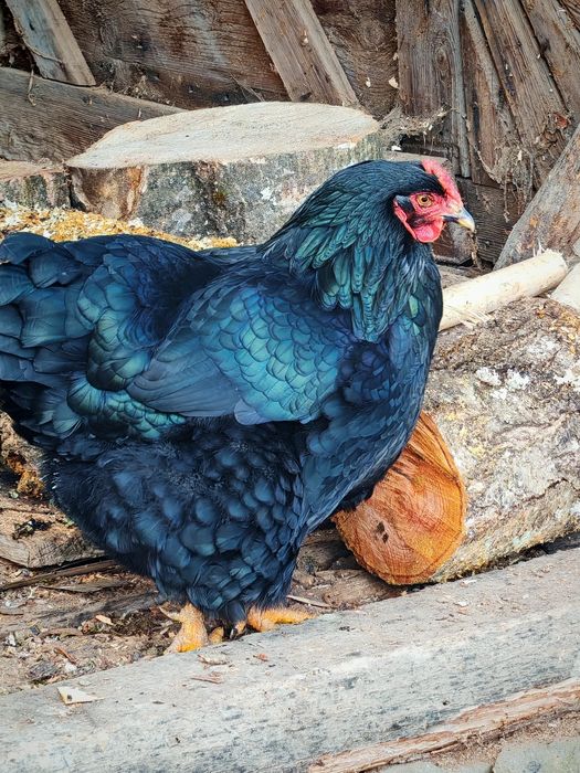 Ouă de incubație găini motate talie mare