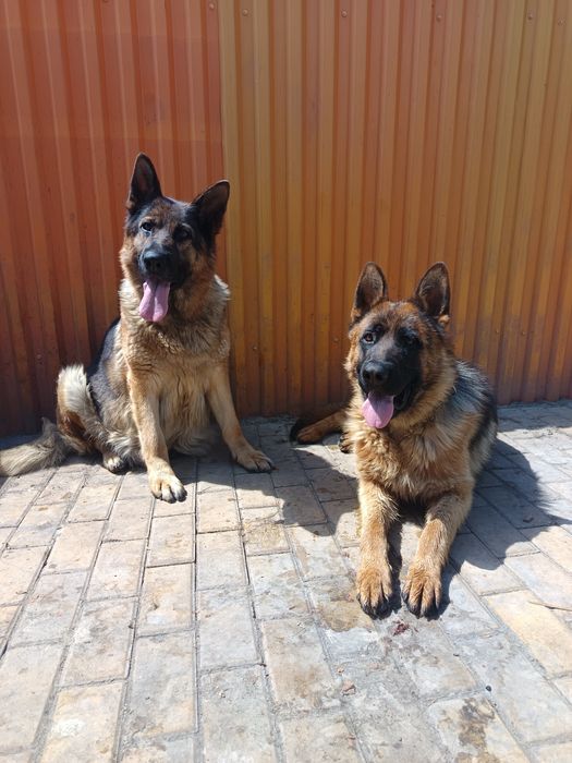 Щенок немецкой овчарки.