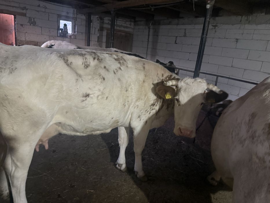 Vaca  gestanta,