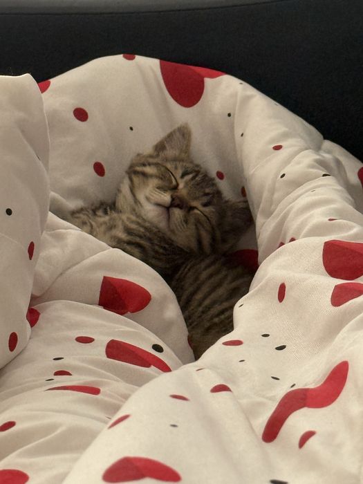 Продам котенка, мальчик, 2.5 месяца