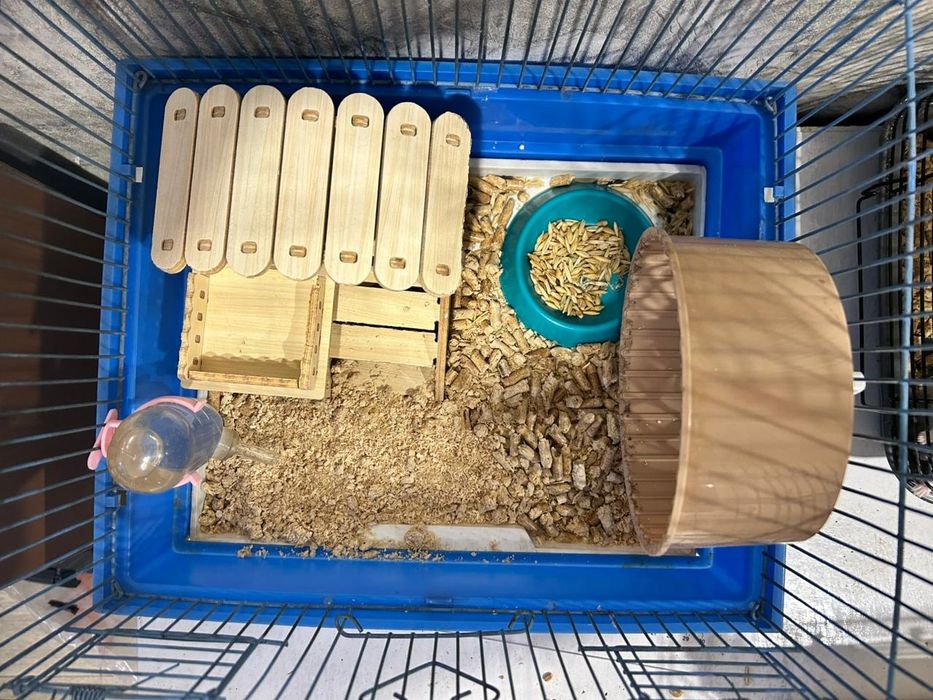 Хомяк клетка с хомяком