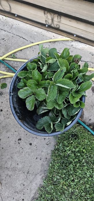 Stoloni capsune tot anul se pot planta oricand unifere amandine