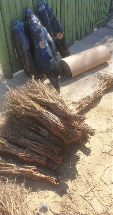 Vita de Vie material saditor