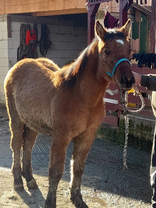 Vând mânz de 6 luni.