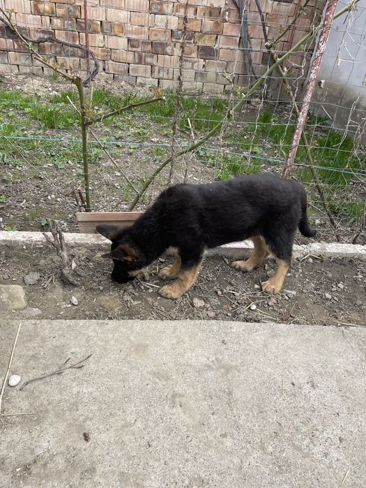 Pui Ciobănesc German