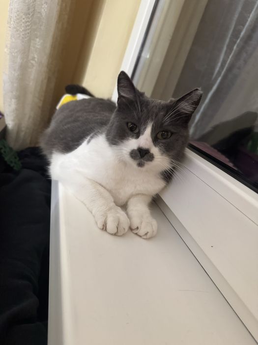 Pisica pentru adoptie