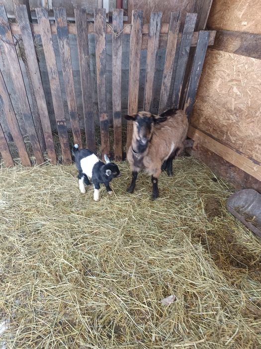 Capre alpina de vanzare