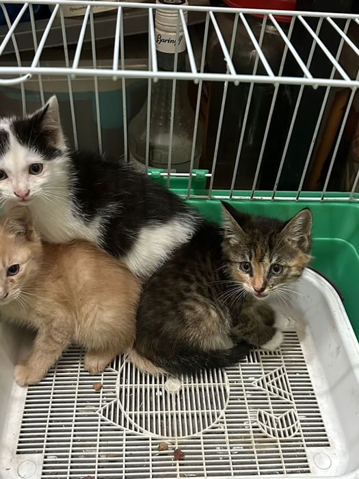 Котята в добрые руки!